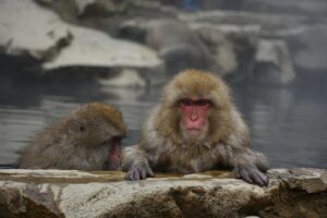 露天風呂付き客室で楽しむ温泉ワーケーション宿の魅力は？