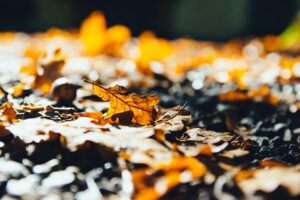 紅葉を楽しみながらワーケーションができる温泉宿はどこですか？
