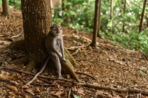 ワーケーションプランで温泉旅館に自然を感じながら予約する方法は？