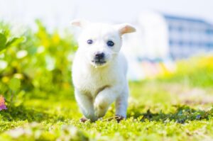宮崎の自然を楽しむ温泉ワーケーション宿の比較は？