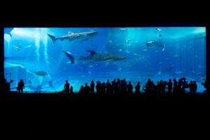 沖縄の自然を満喫できる温泉ワーケーション宿の比較は？